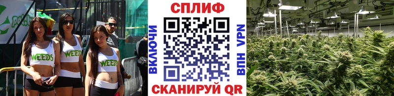 купить наркотик  Шадринск  Каннабис план 
